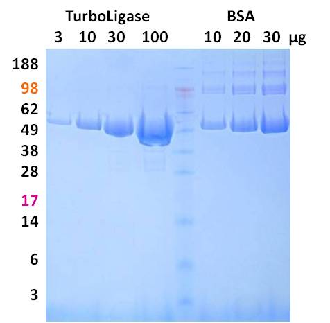 Sds+page+gel+protocol