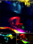 883279850_oupHSZ09_Professor_Fritzsch_Shows_Six_Color_Neuronal_Tract_Tracing.png