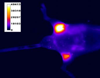 883281201_QnZVHy4k_subcutaneous_injections_of_S._aureus_and_E._coli.png