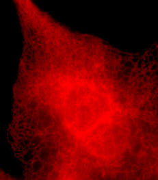 883281201_tTlosq2P_Endoplasmic-Reticulum_staining_of_a_single_CHO_cell.png